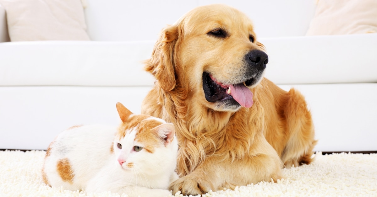 Pop-in visits for cats and dogs